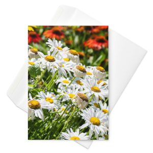 White Daisy Greeting Card